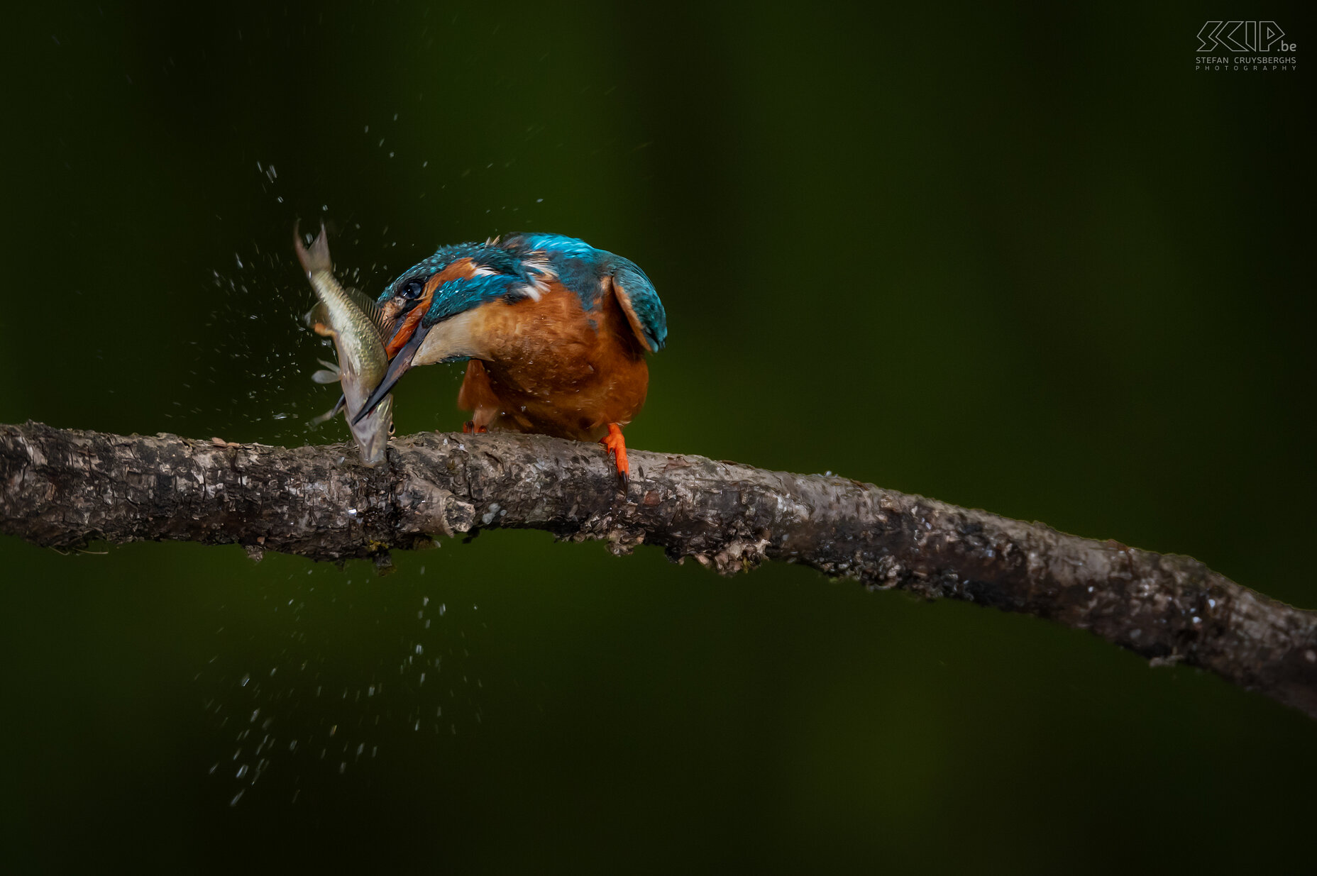 IJsvogel Een aantal van m'n beste beelden van de voorbije jaren van één van de mooiste vogeltjes in ons land; de ijsvogel. Stefan Cruysberghs